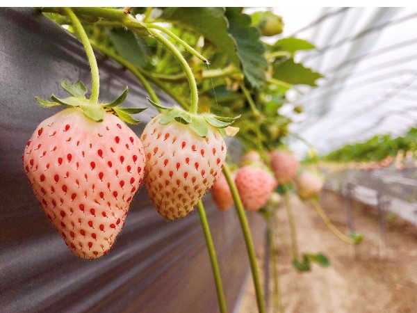你真的了解脫毒草莓苗么？