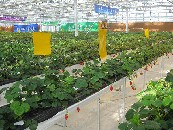 艷九天分享草莓苗培育具體措施！