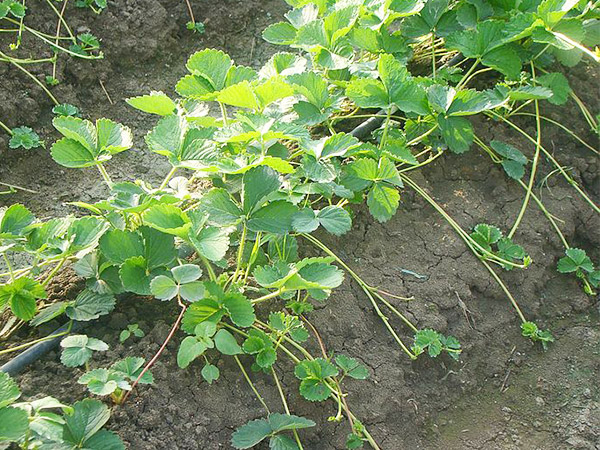 草莓種植者該如何選擇草莓品種？