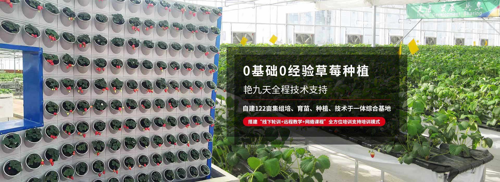 0基礎(chǔ)0經(jīng)驗(yàn)草莓種植、艷九天全程技術(shù)支持