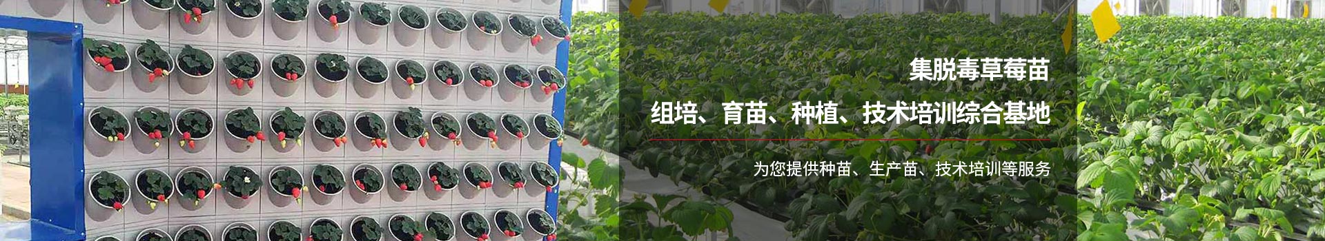 艷九天為您提供種苗、生產(chǎn)苗、技術(shù)培訓(xùn)等服務(wù)