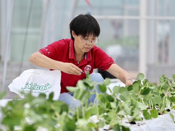 又一年的栽種季開始了，歡迎廣大農(nóng)戶預(yù)定！
