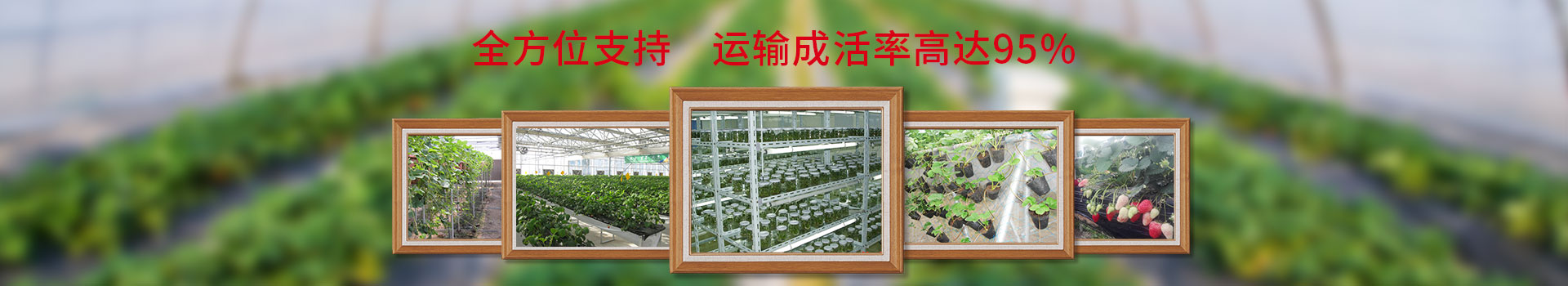 艷九天全方位支持，運(yùn)輸成活率達(dá)95%